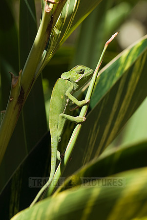 Flap-necked Chameleon