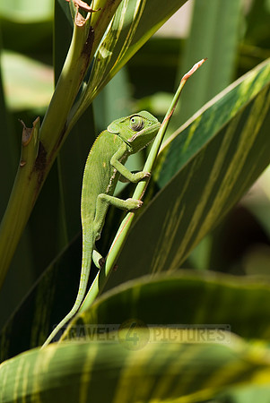 Flap-necked Chameleon