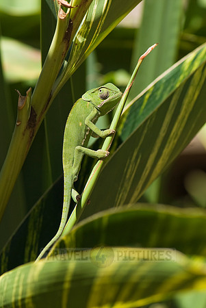 Flap-necked Chameleon