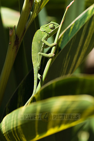 Flap-necked Chameleon