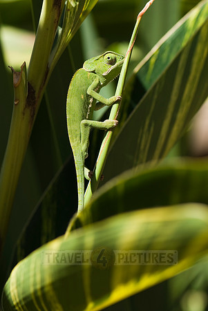 Flap-necked Chameleon