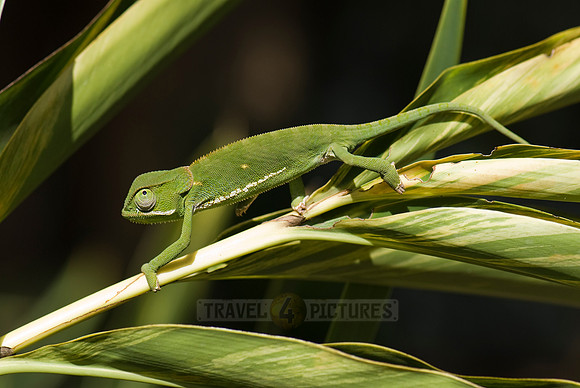 Flap-necked Chameleon