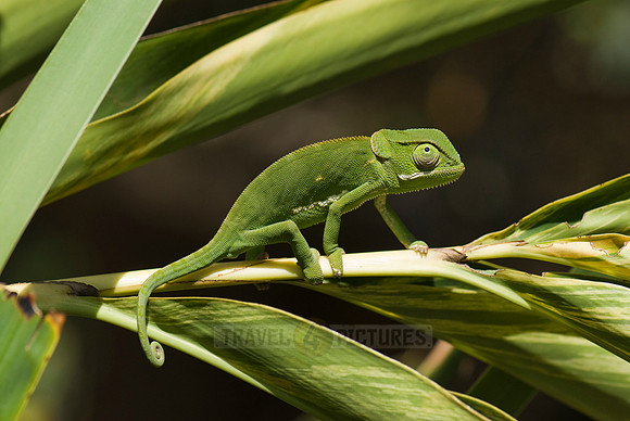 Flap-necked Chameleon