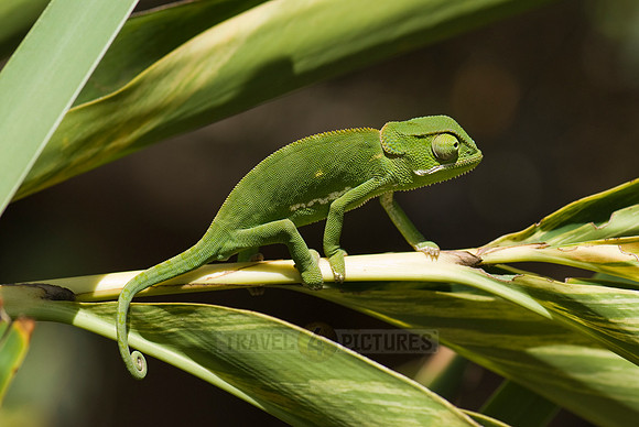 Flap-necked Chameleon