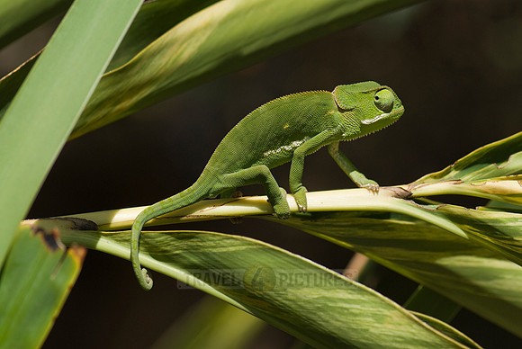 Flap-necked Chameleon