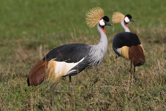 Black Crowned Crane