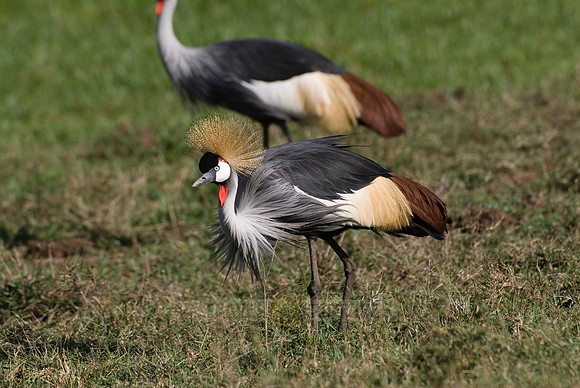 Black Crowned Crane