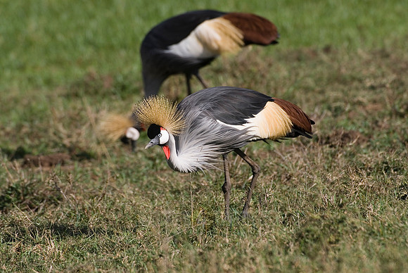 Black Crowned Crane