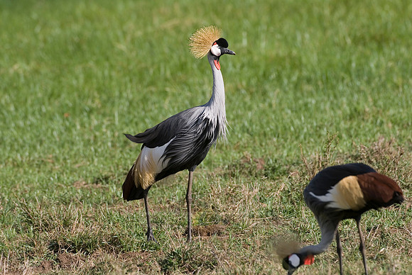 Black Crowned Crane