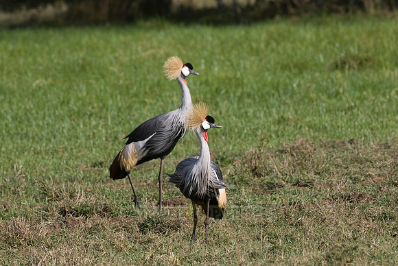 Black Crowned Crane
