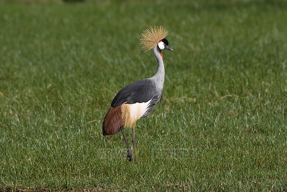 Black Crowned Crane