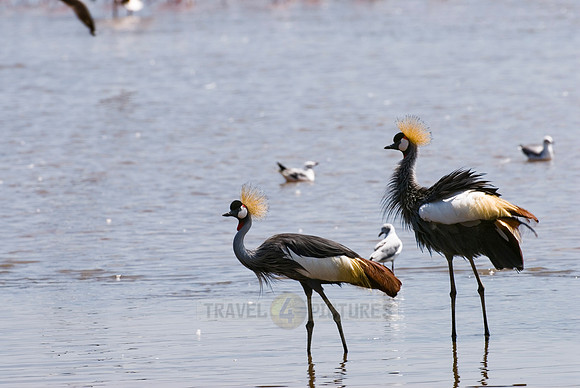 Black Crowned Crane