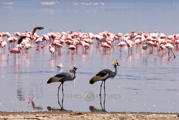 Black Crowned Crane and colony of Lesser Flamingos