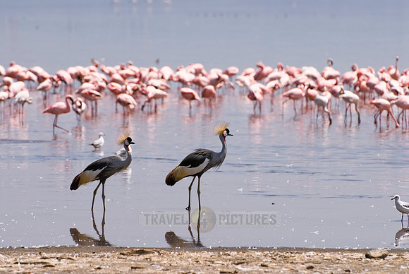 Black Crowned Crane and colony of Lesser Flamingos