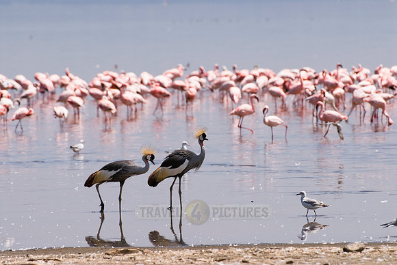 Black Crowned Crane and colony of Lesser Flamingos