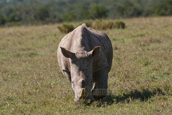 white rhino, Ceratotherium Simum