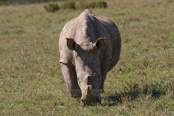 white rhino, Ceratotherium Simum
