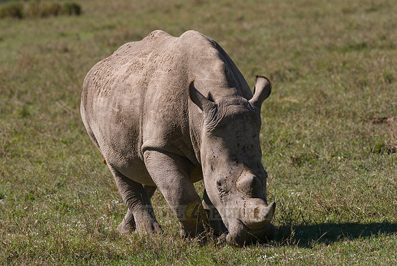 white rhino, Ceratotherium Simum