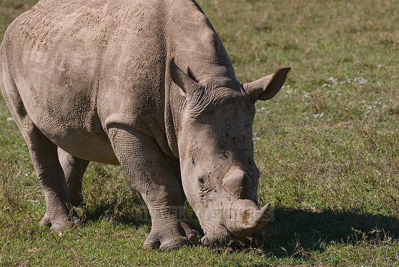 white rhino, Ceratotherium Simum
