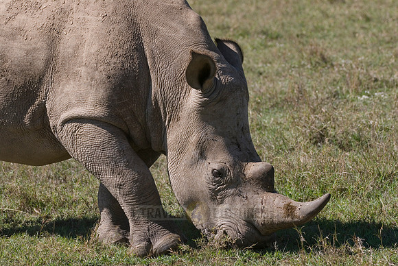 white rhino, Ceratotherium Simum