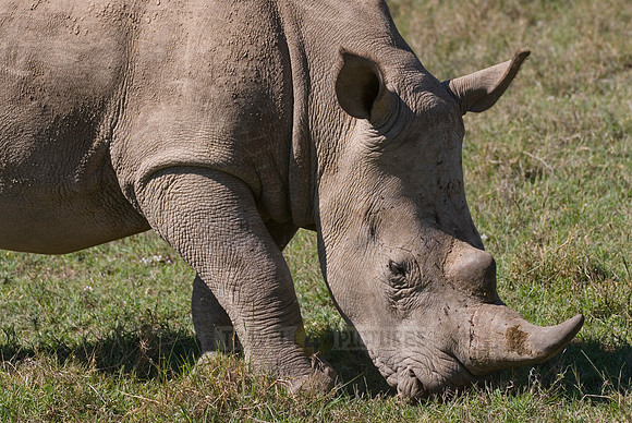 white rhino, Ceratotherium Simum
