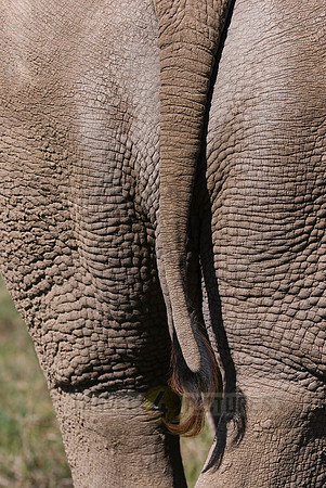 white rhino, Ceratotherium Simum