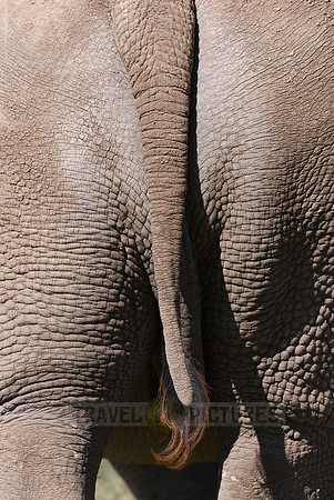 white rhino, Ceratotherium Simum