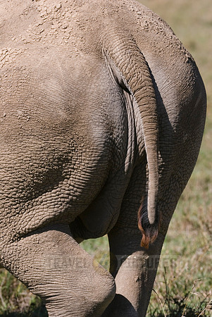 white rhino, Ceratotherium Simum