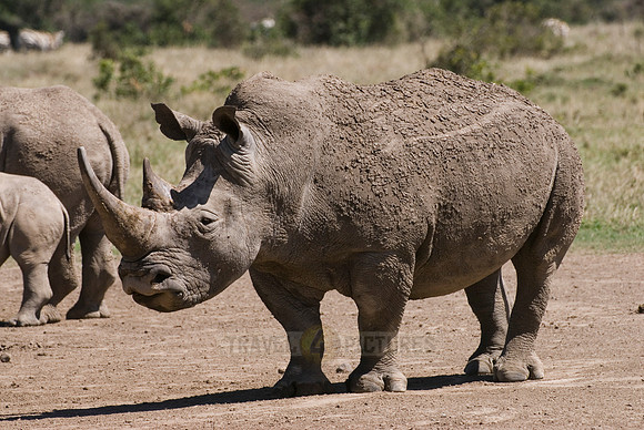 white rhino, Ceratotherium Simum