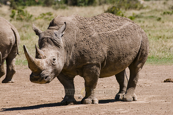 white rhino, Ceratotherium Simum
