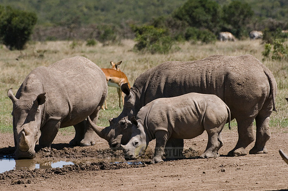 white rhino, Ceratotherium Simum