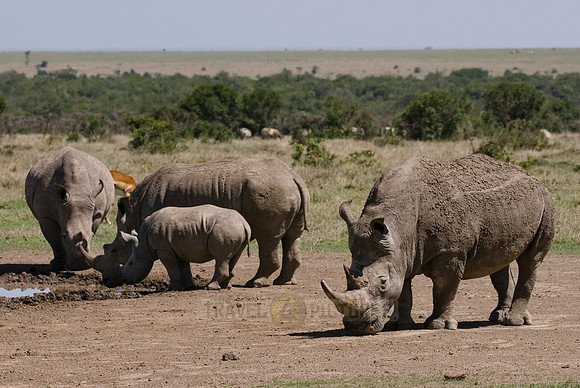 white rhino, Ceratotherium Simum
