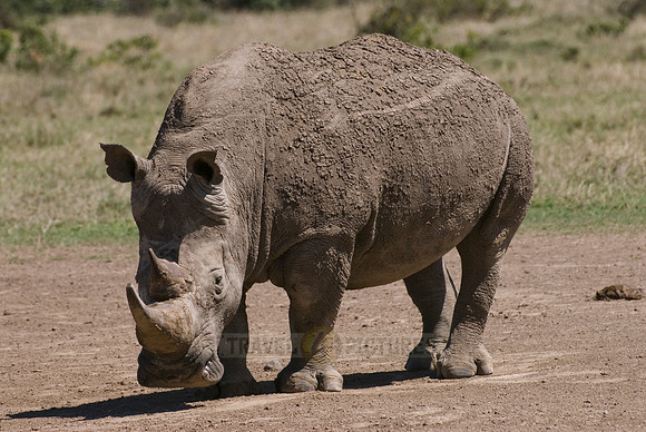 white rhino, Ceratotherium Simum