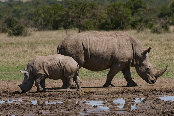 white rhino, Ceratotherium Simum