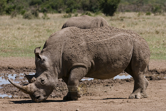 white rhino, Ceratotherium Simum