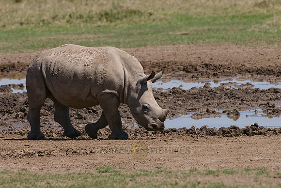 white rhino, Ceratotherium Simum