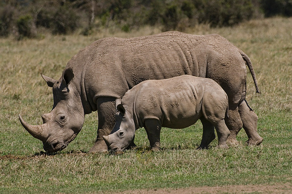 white rhino, Ceratotherium Simum
