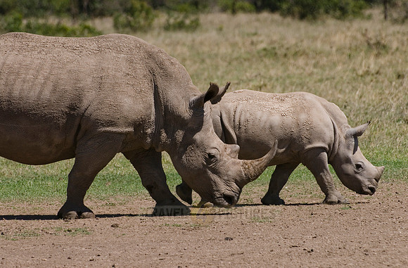 white rhino, Ceratotherium Simum