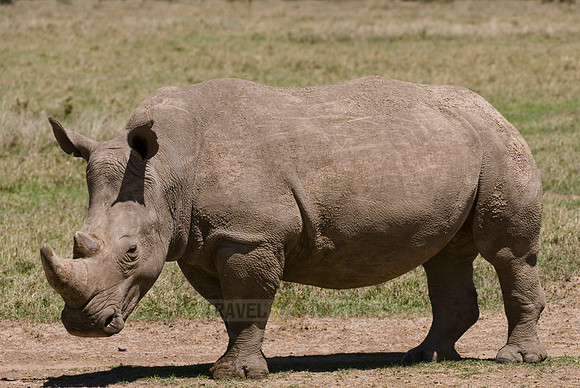 white rhino, Ceratotherium Simum