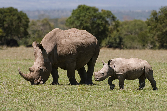 white rhino, Ceratotherium Simum