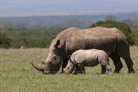 white rhino, Ceratotherium Simum