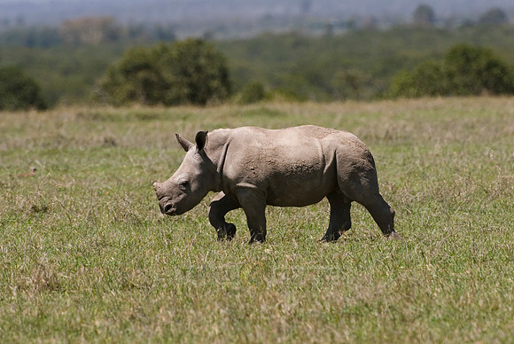 white rhino, Ceratotherium Simum