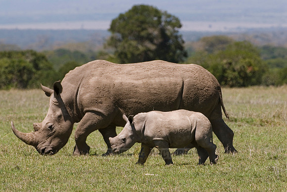 white rhino, Ceratotherium Simum