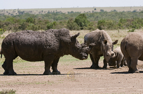 white rhino, Ceratotherium Simum