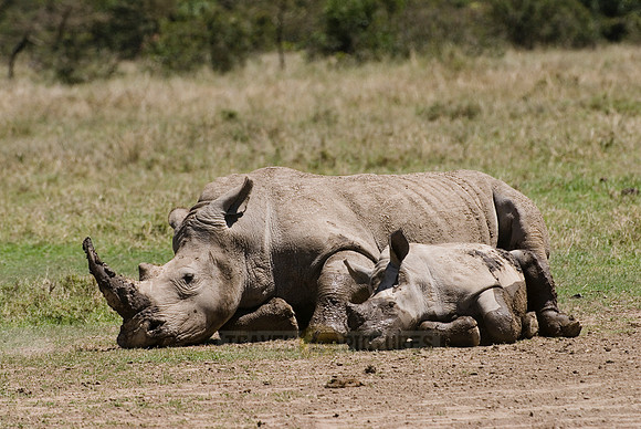white rhino, Ceratotherium Simum
