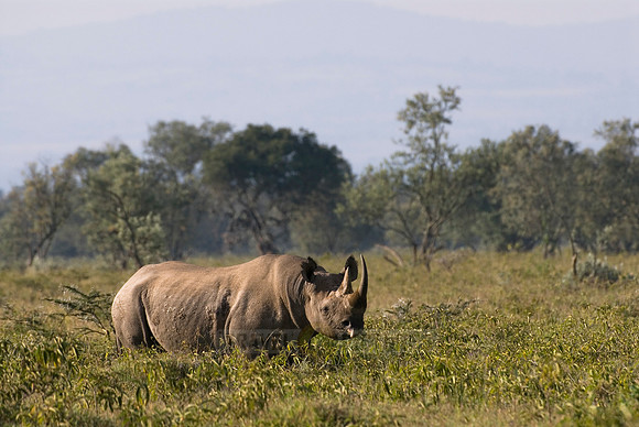 Black Rhinoceros, Diceros bicornis