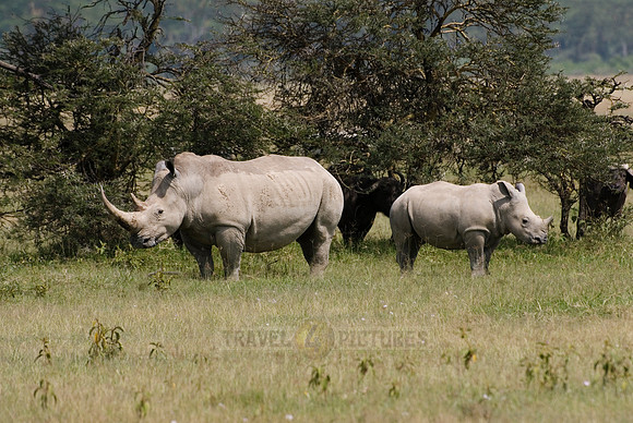 white rhino, Ceratotherium Simum