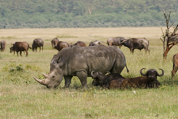 white rhino, Ceratotherium Simum