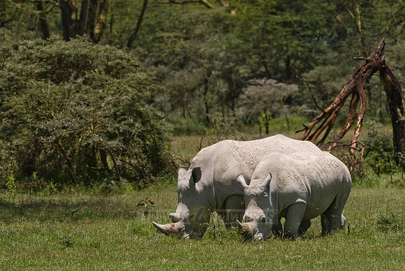 white rhino, Ceratotherium Simum