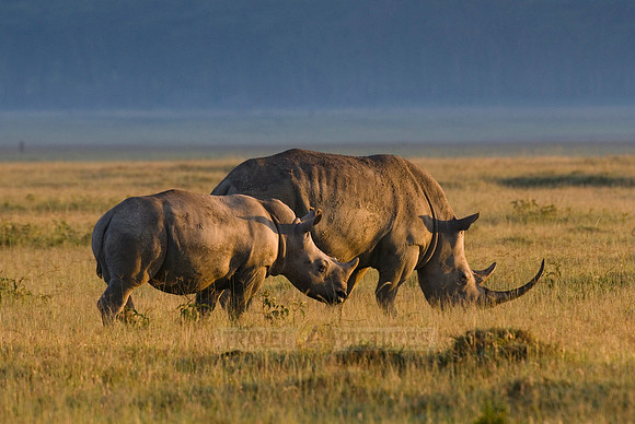white rhino, Ceratotherium Simum